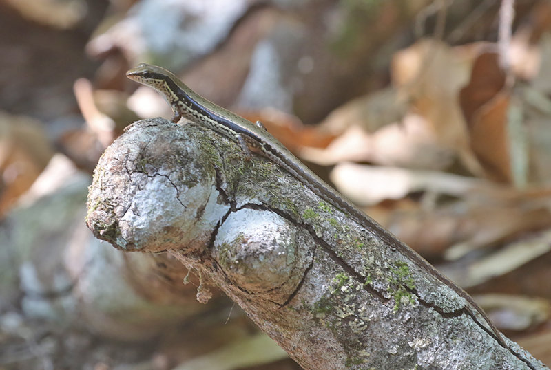 Common Forest Skink (Sphenomorphus maculatus)