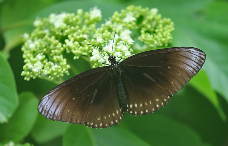 Long-branded Blue Crow Butterfly (Euploea algea)