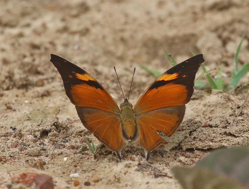 Autumn Leaf (Doleschallia bisaltide)