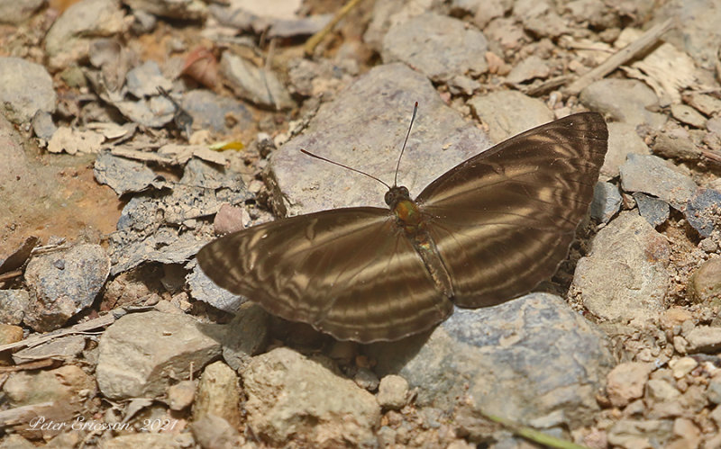 Dark Dingy Sailor (Neptis ilira)