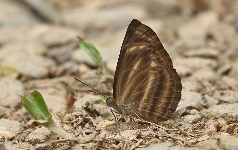 Dark Dingy Sailor (Neptis ilira)