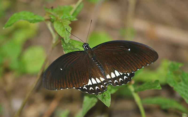 Siamese Raven (Papilio castor ssp. mahadeva)