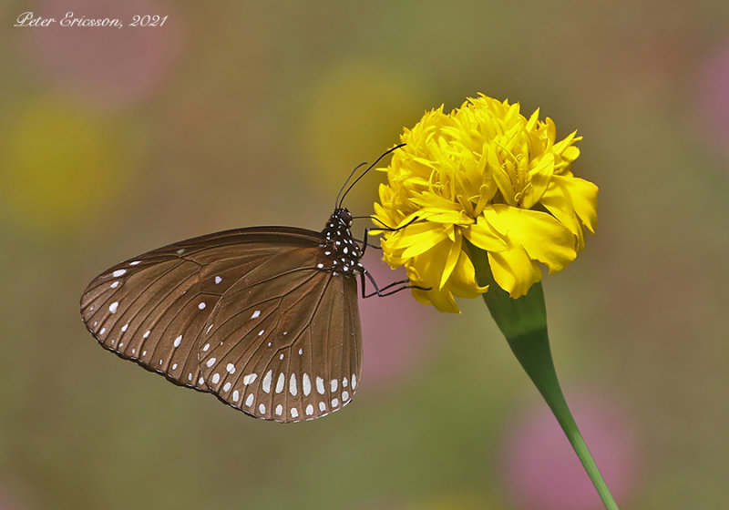 Common Crow Butterfly (Euploea core)