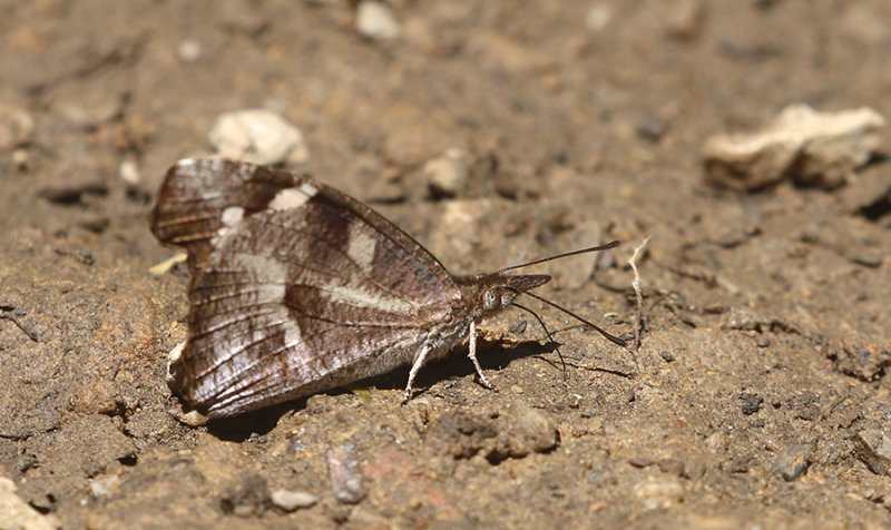 Whitespotted Beak (Libythea narina)