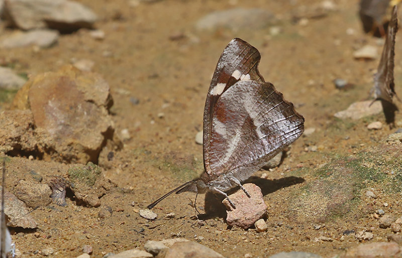 Whitespotted Beak (Libythea narina)