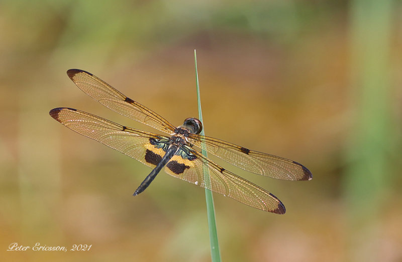 Yellow-striped Flutterer (Rhyothemis phyllis)