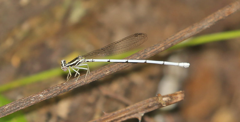 Yellow Featherlegs (Copera marginipes)