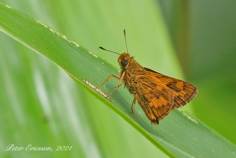 Lesser Dart (Potanthus omaha)
