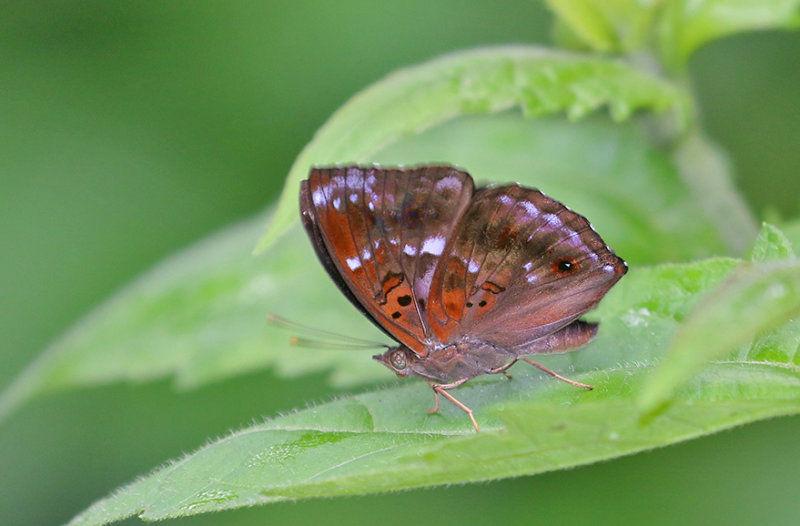 Black Prince (Rohana parisatis)