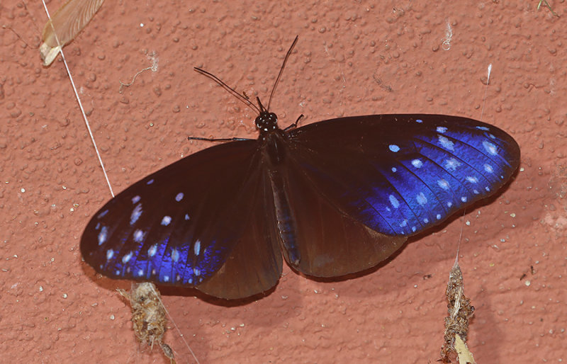 Blue-spotted Crow Butterfly (Euploea midamus)