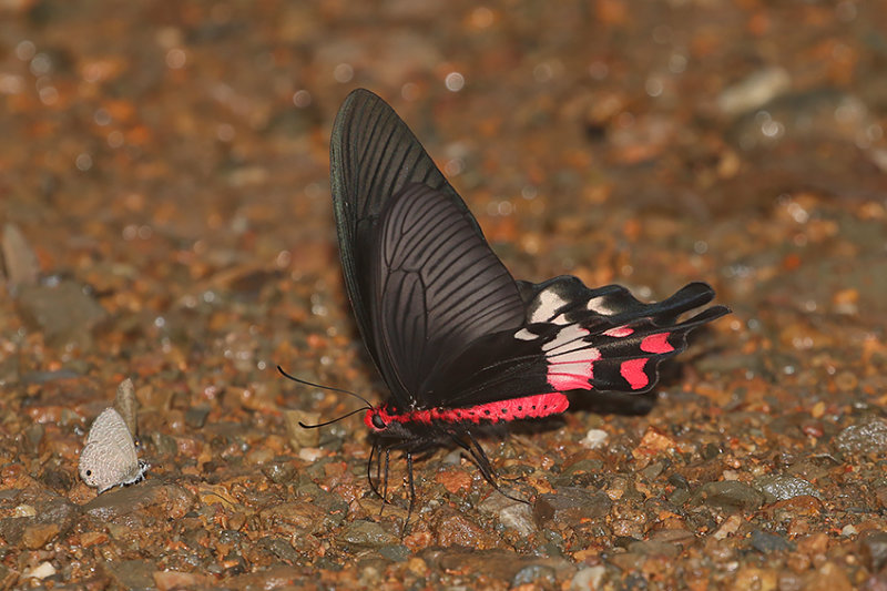 Adamson's Rose (Byasa adamsoni)