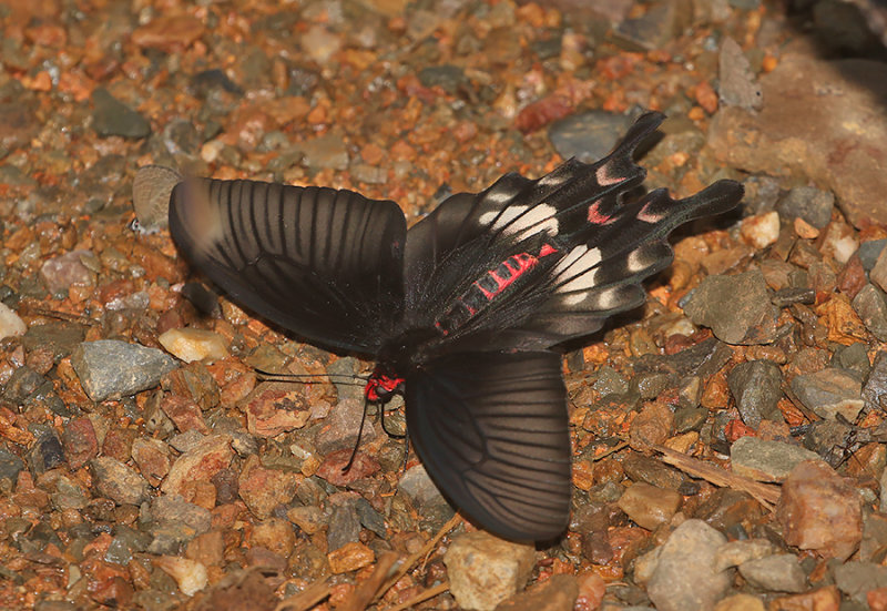 Adamson's Rose (Byasa adamsoni)