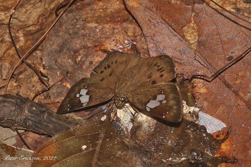 Conjoin-spotted Pied Flat (Coladenia agni)