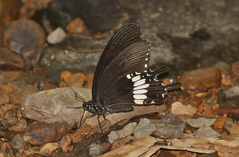 Common Mormon Swallowtail (Papilio polytes)