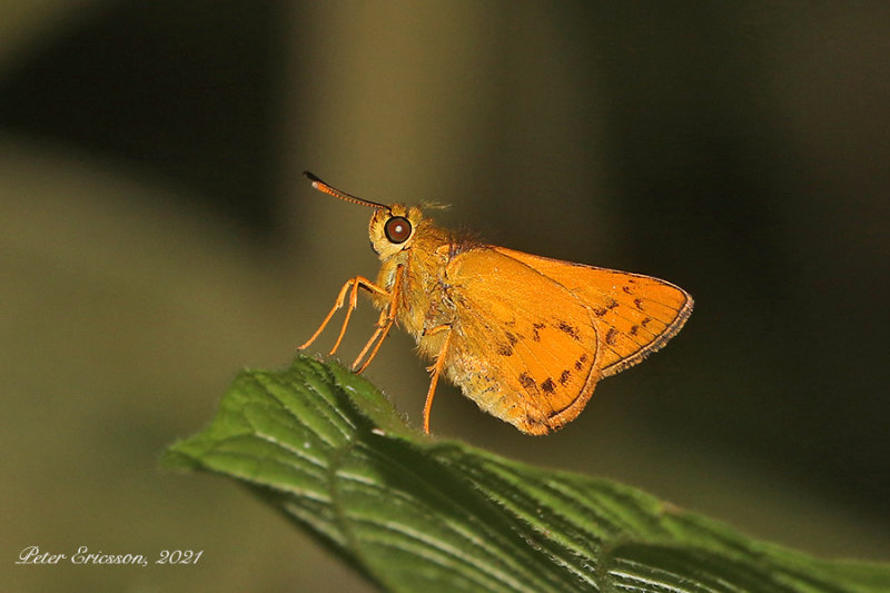 Common Dartlet (Oriens gola)