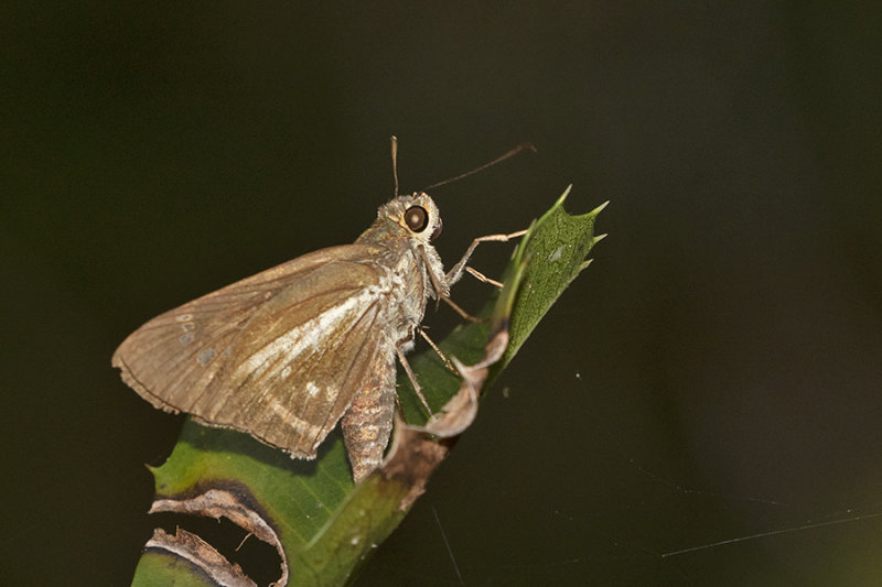 Watson's Wight (Iton watsonii)