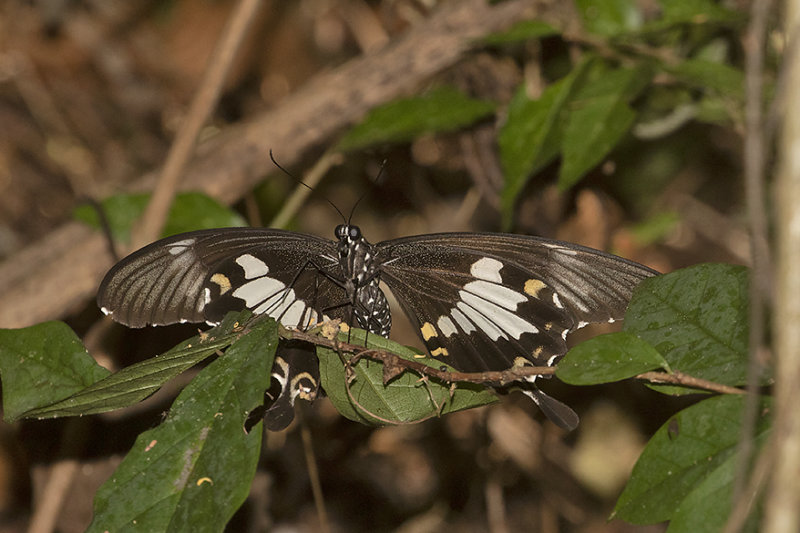 Black-and-white Helen Swallowtail Papilio nephelus