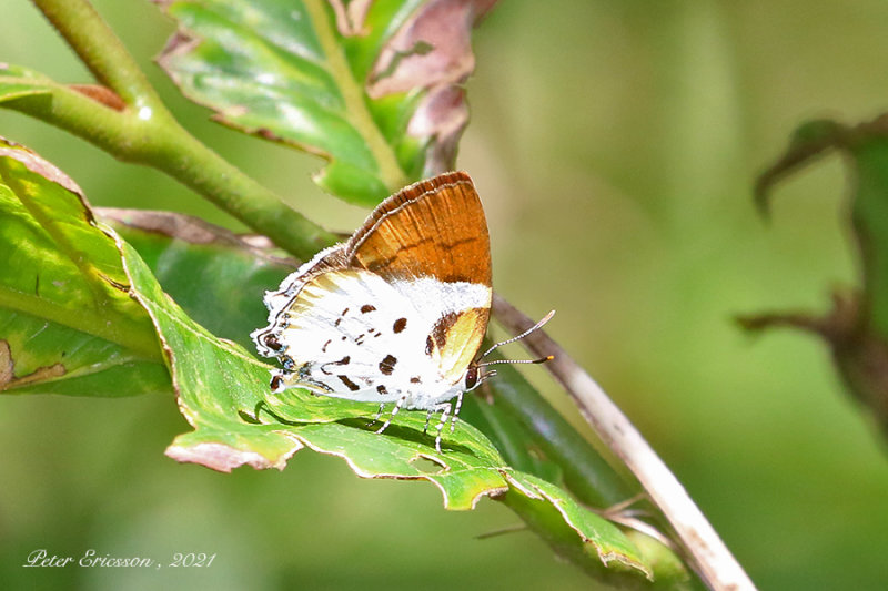 Witch (Araotes lapithis)