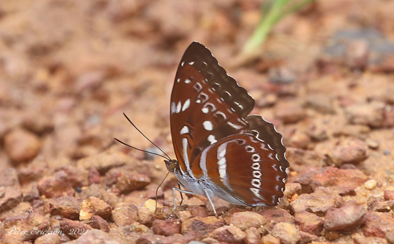 Studded Sergeant (Athyma asura)