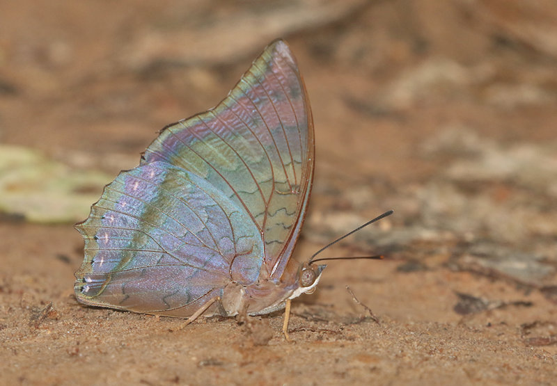 Common Tawny Rajah  (Charaxes bernardus hierax)