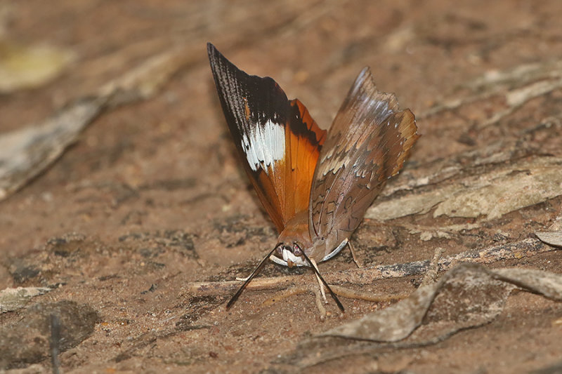 Common Tawny Rajah  (Charaxes bernardus hierax)