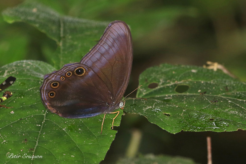 Scarce Catseye (Coelites nothis)
