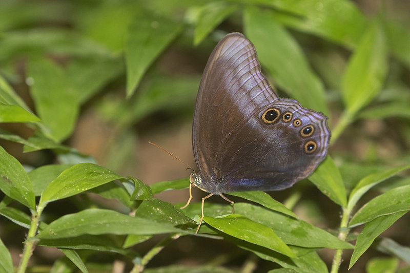 Scarce Catseye (Coelites nothis)