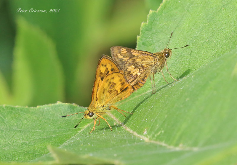 Chinese Dart (Potanthus confucius)