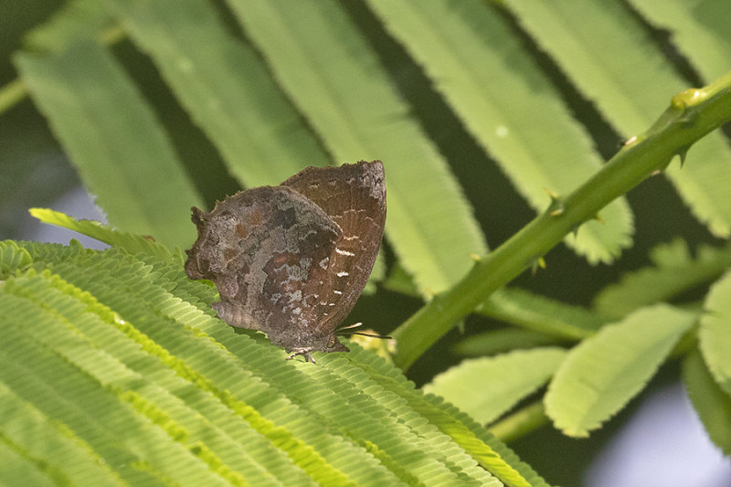 Malayan Falcate Oakblue (Mahathala ariadeva)