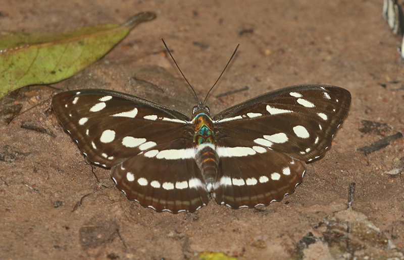 Great Sergeant (Athyma larymna)