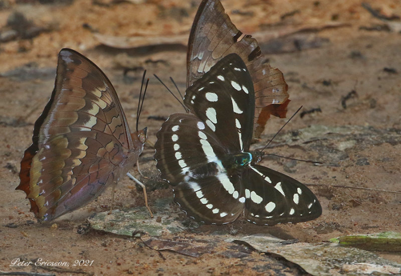 Great Sergeant (Athyma larymna)