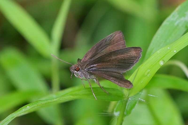 Chocolate Demon (Ancistroides nigrita othonias) 