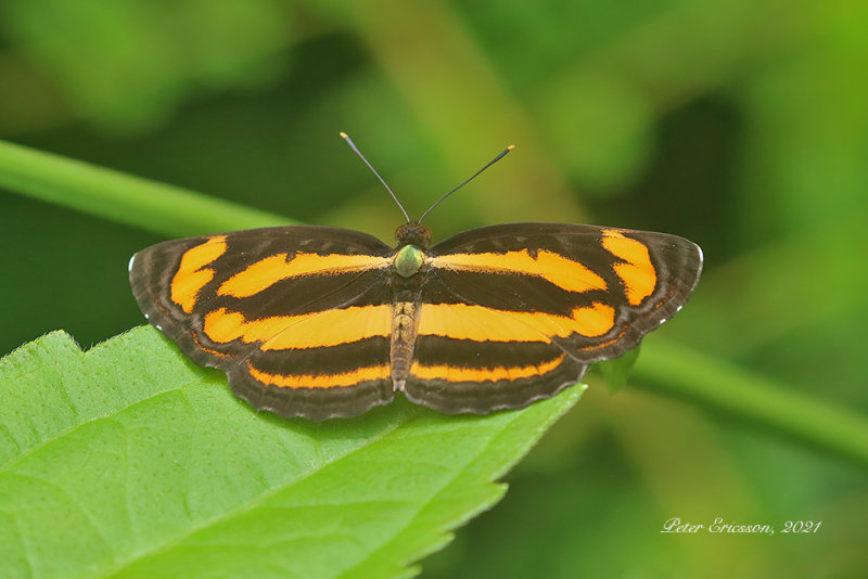 Common Lascar (Pantoporia hordonia)