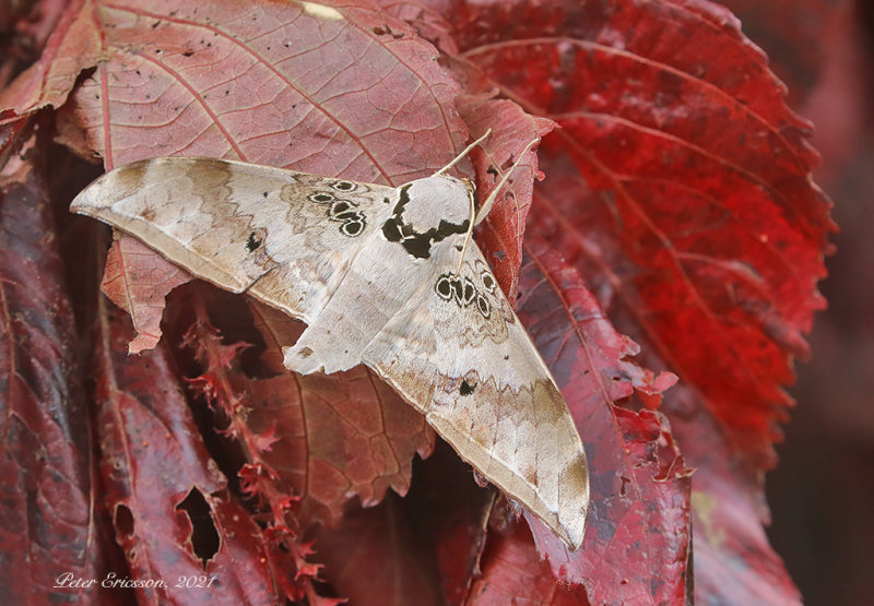 Ambulyx canescens