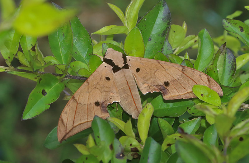 Ambulyx liturata