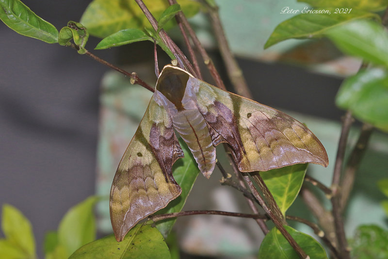Callambulyx rubricosa
