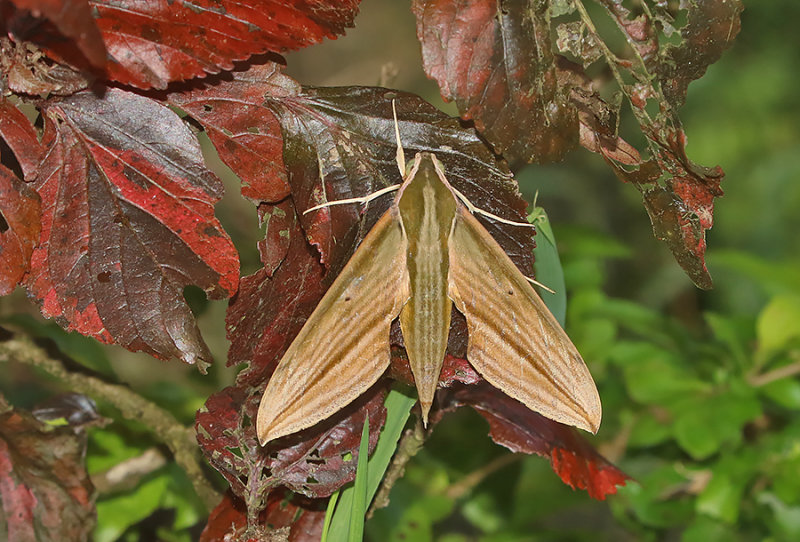 Cechetra lineosa