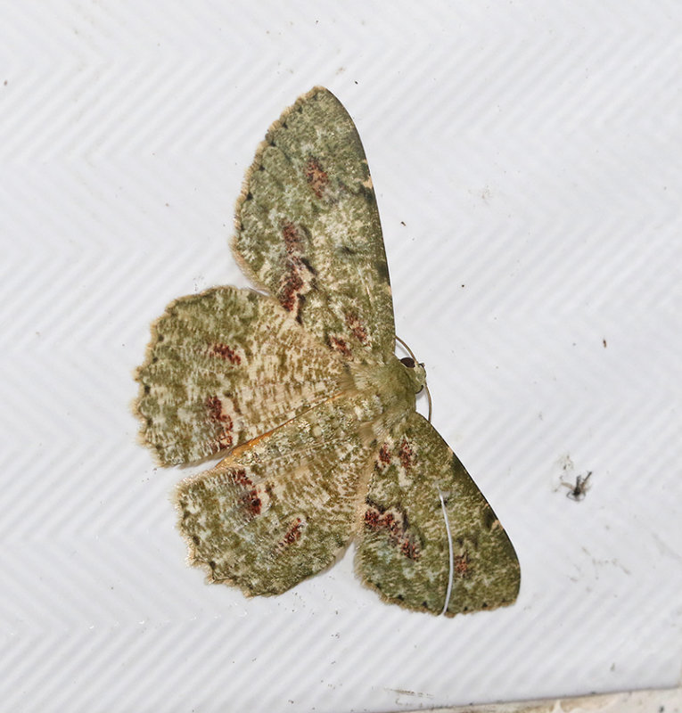 Herochroma flavibasalis