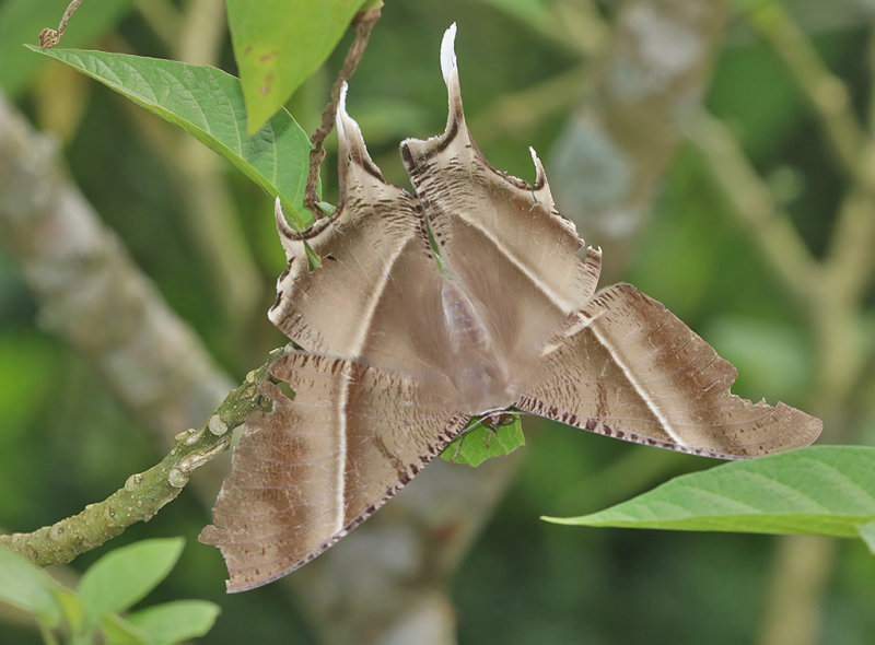 Tropical Swallowtail Moth Lyssa zampa