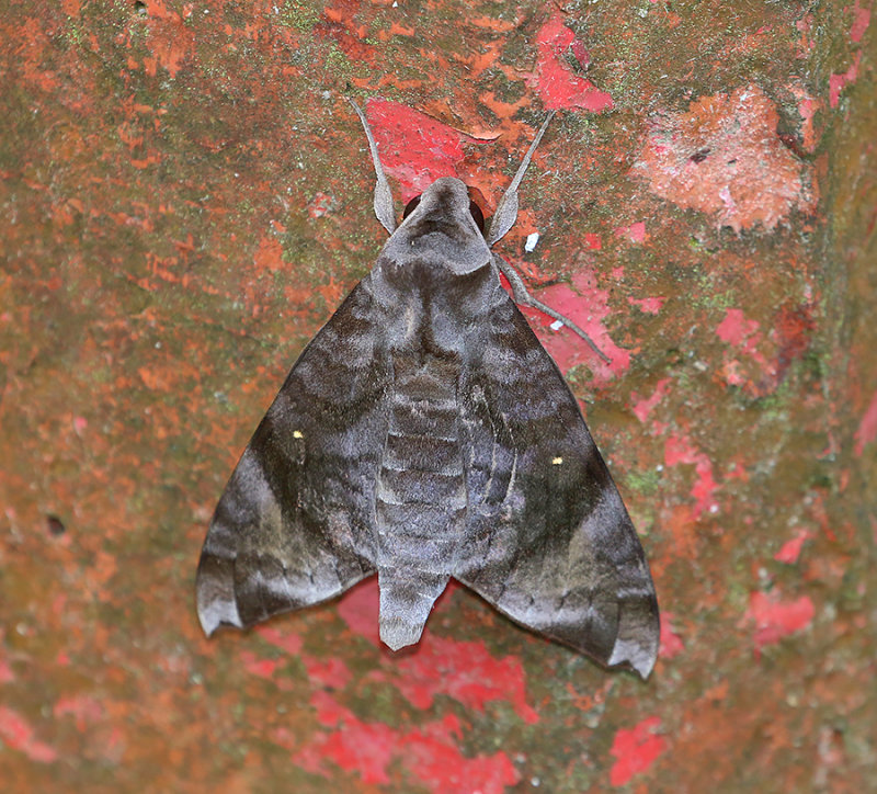 Acosmeryx pseudonaga