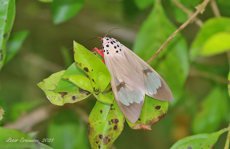 Amerila astreus