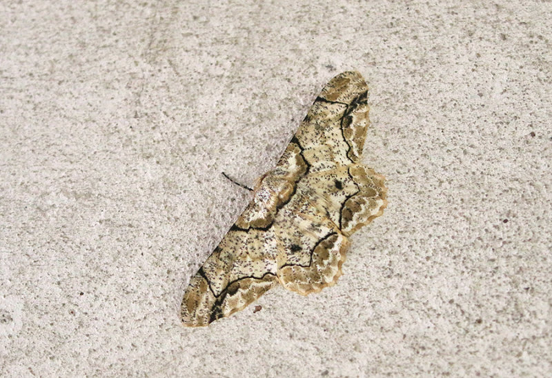 Biston bengaliaria