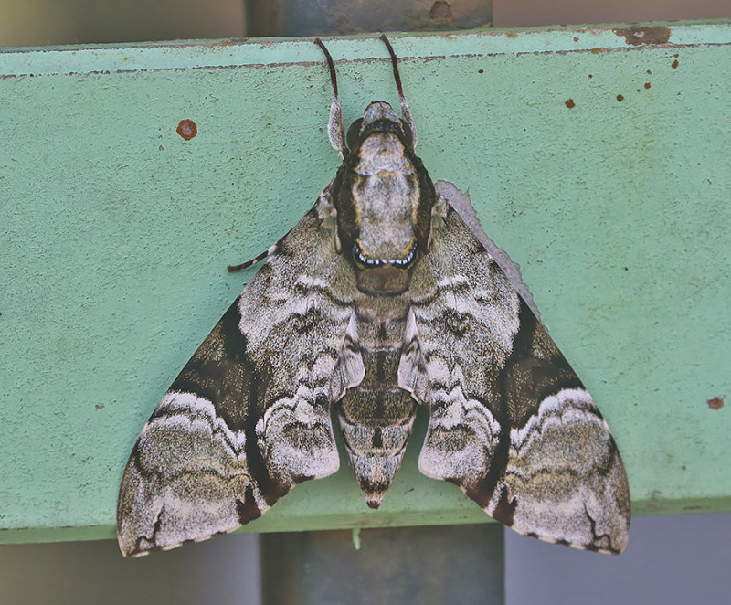 Megacorma obliqua
