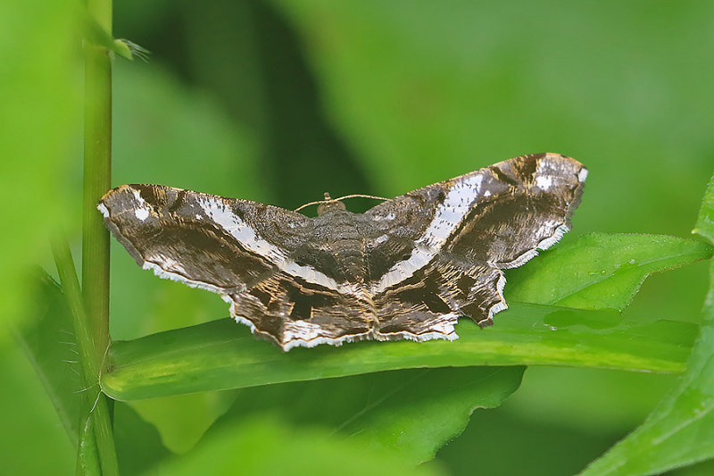 Chiasmia nora