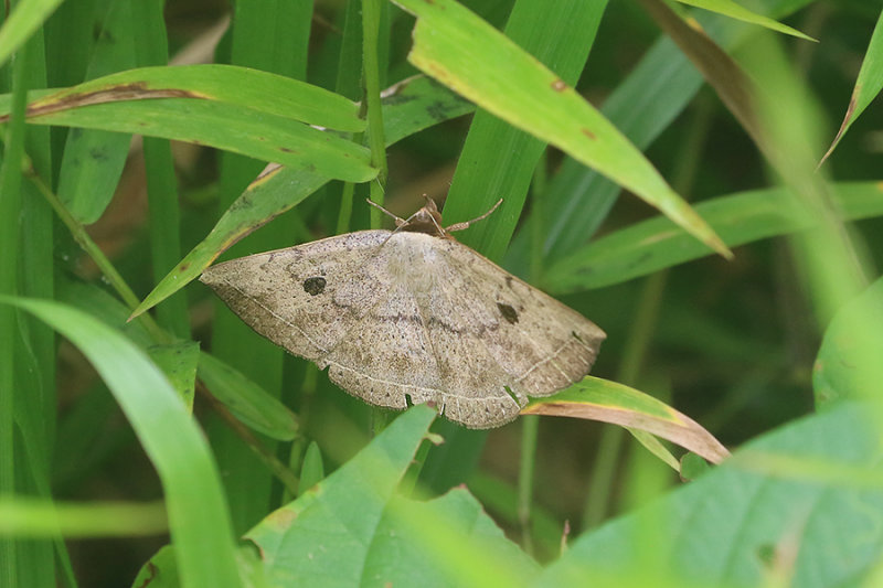 Hypopyra lactipex