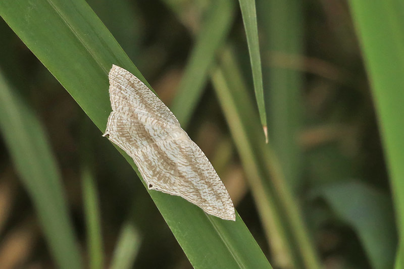 Acropteris leptaliata