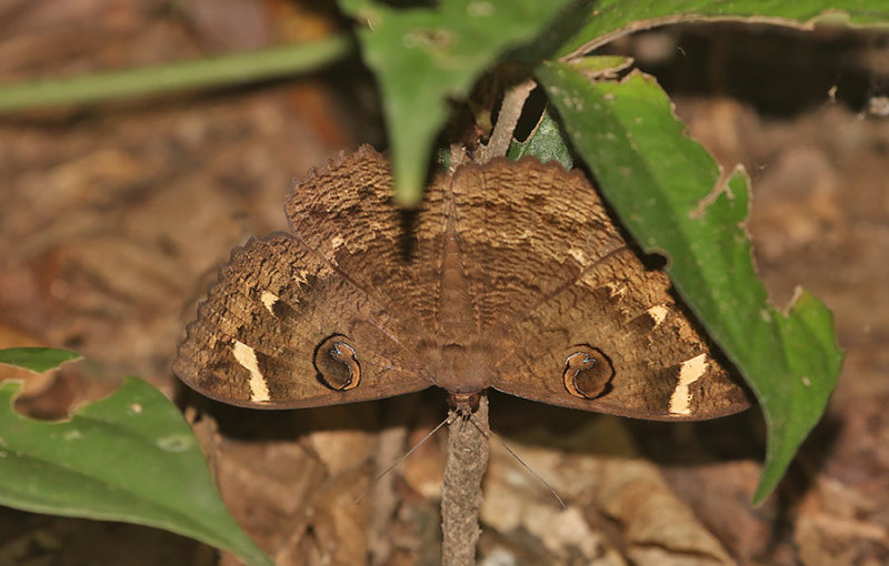 Erebus hieroglyphica (Tropical Owl)