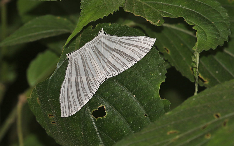 Strophidia caudata