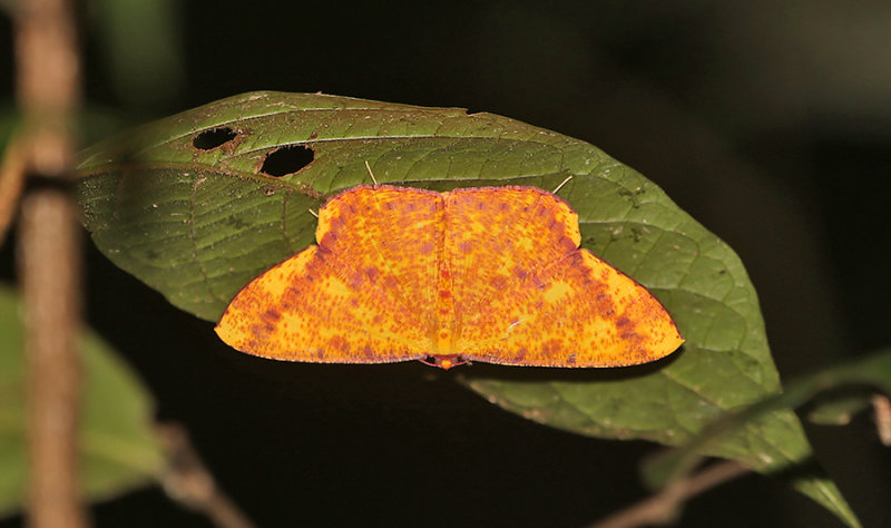 Eumelea ludovicata (Orpiment Moth)