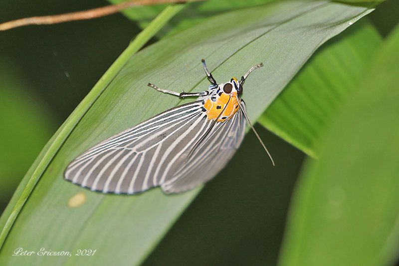 Neochera dominia